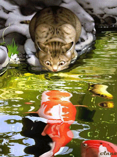 1 (35).gif